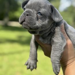 Solid Lilac Boy 3 - Blue male French Bulldog puppy in Pinehurst, Texas from Frenchies A La Mode