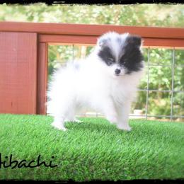 Hibachi - Black and tan parti male Pomeranian puppy in Cleveland, Georgia from Sourpatch Pomeranians