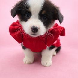 Rose - Black and tan female Pembroke Welsh Corgi puppy in Ramona, Oklahoma from Eden Farms Corgis