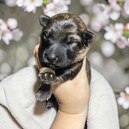 Envy - Sable female German Shepherd puppy in Oakland, Oregon from VHM German Shepherds