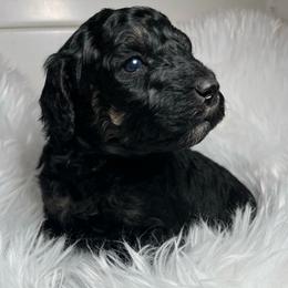 Stormy - Phantom female Poodle puppy in Clarkston, Washington from Doodle & Poodle Palace