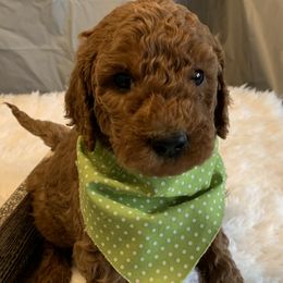 Light Green Boy - Goldendoodle puppy in Marionville, Missouri from Wright Ranch Doodles