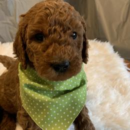 Light Green Boy - Goldendoodle puppy in Marionville, Missouri from Wright Ranch Doodles
