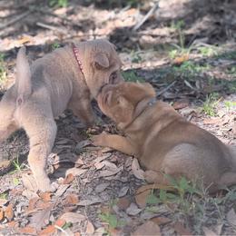 Maple - Red sable male Chinese Shar-Pei puppy in Lehigh Acres, Florida from Florida Wrinkles