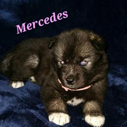 Mercedes - Agouti and white female Siberian Husky puppy in Urbana, Ohio from Fairhaven's Siberian Huskies