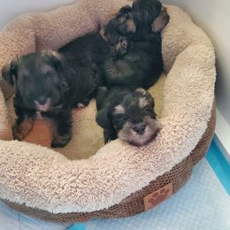 Miniature Schnauzer Puppies from Gerhauzer's Schnauzers