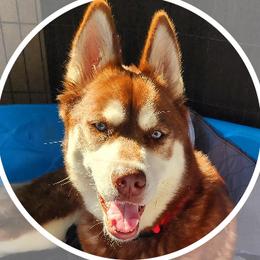 Whiskey - Siberian Husky
