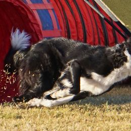 Border Collies from Resolution Border Collies