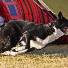 Border Collies from Resolution Border Collies