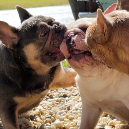 Smoochie - French Bulldog