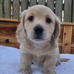 Frost 3875 - Cream male Dachshund puppy in Ben Wheeler, Texas from Anytime Dachshunds by D.B.