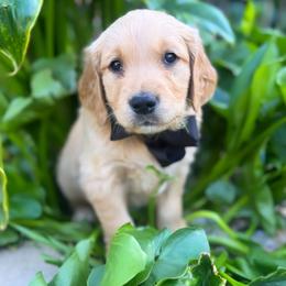 Australian Labradoodle, Cockapoo, Goldendoodle, and Golden Retriever Puppies from Hope Lane Kennels