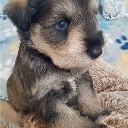 Flashy Phantom Salt and Pepper - Salt and pepper male Miniature Schnauzer puppy in Kannapolis, North Carolina from Schnauzer Affinity
