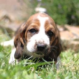 Finn - Black brown and white male Basset Hound puppy in Idaho from Welcome Home Bassets