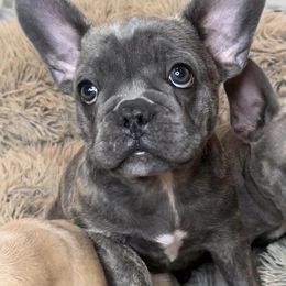 French Bulldogs from Kyanite Frenchies