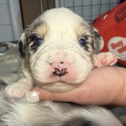 Boy 4-Blue Merle - Blue merle male Australian Shepherd puppy in Mayfield, Kentucky from Hamilton Farms
