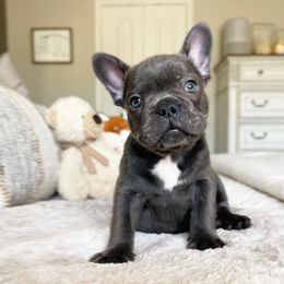 French Bulldog Puppies from Honey Bee Frenchies