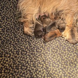 Judy - Cairn Terrier