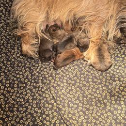Judy - Cairn Terrier