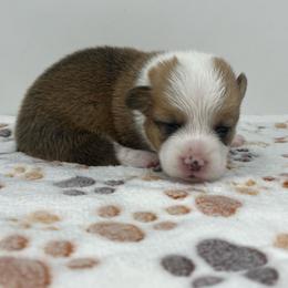 George - Red male Pembroke Welsh Corgi puppy in Waco, Texas from The Comma Corgis