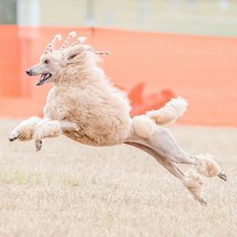 Poodles from Brivali Poodles