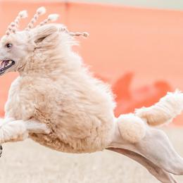 Poodles from Brivali Poodles
