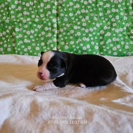 Dawn - Black tri female Miniature Australian Shepherd puppy in Snowflake, Arizona from Halfpint Aussies