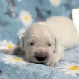 Purple - Light golden male Golden Retriever puppy in Tylertown, Mississippi from Southern Paws, LLC