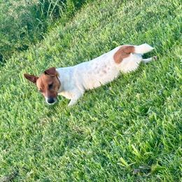 Rosie - Jack Russell Terrier