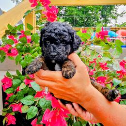Bahama - Phantom female Goldendoodle puppy in Forest, Ohio from Mini Doodle Buddies