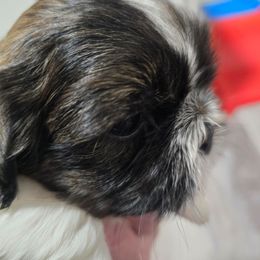 Sonny - Brindle and white male Shih Tzu puppy in Filer, Idaho from Shih Tzu Kennels