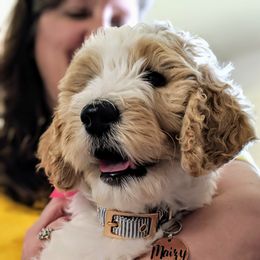 Goldendoodle Puppies from Texas Dapper Doodles