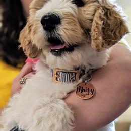 Goldendoodle Puppies from Texas Dapper Doodles