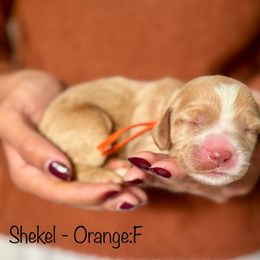 Shekel - Apricot female Australian Labradoodle puppy in Morgan Hill, California from Loving Labradoodle