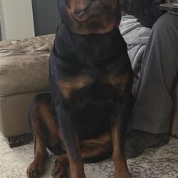 Ruger - Rottweiler