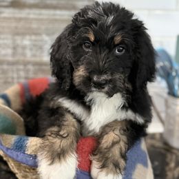 Cali Girl - Tri-color female Bernedoodle puppy in Phelan, California from PuppyPaws4U