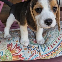 Percy Grace - Black tan and white female Beagle puppy in Jerome, Missouri from Beam's Beagles