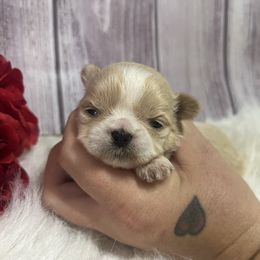 Girl 1 - Cream and white female Shih Tzu puppy in Tenino, Washington from Fantasy Realm Shih Tzus