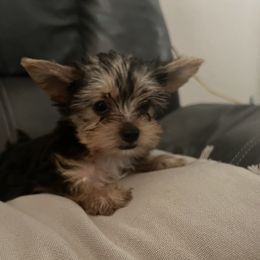 Yorkshire Terrier Puppies from Behrens_Beauties