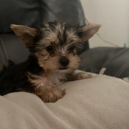 Yorkshire Terrier Puppies from Behrens_Beauties