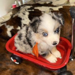 Boy 2 - Blue merle male Miniature Australian Shepherd puppy in Graham, North Carolina from Thompson Farm Mini Aussies