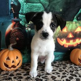 Bandit - Black and white male Chihuahua puppy in Mesa, Arizona from Sun Valley Chihuahuas & Malinois