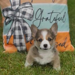 Patsy - Sable female Pembroke Welsh Corgi puppy in Battle Ground, Washington from Westbrooke Kennels