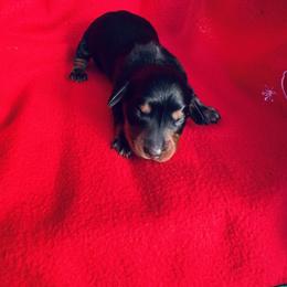 Boy 2 - Black and tan male Dachshund puppy in Oklahoma from DRB Dachshunds