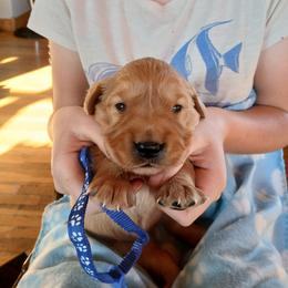 Blue - Golden male Golden Retriever puppy in Lanesboro, Minnesota from Eagle Ridge Golden Retrievers