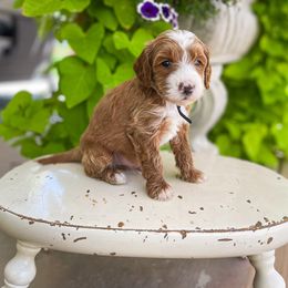 Caleb Dressel - Goldendoodle puppy from JW Doodles
