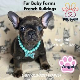 Angel - Blue female French Bulldog puppy in Michigan from Fur Baby Farms