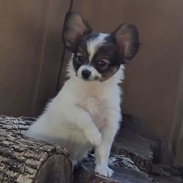 Mischief - Red white and sable female Papillon puppy in Mountain Home, Arkansas from King's Papillons