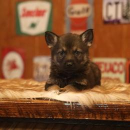 Volt - Sable male German Shepherd puppy in Philippi, West Virginia from Vom Haus Highlands