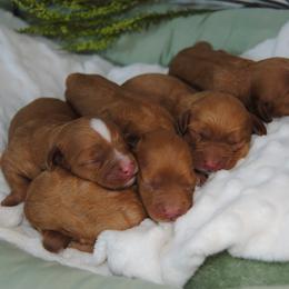 Cavapoo puppies from Dogwood & Sassafras Companions